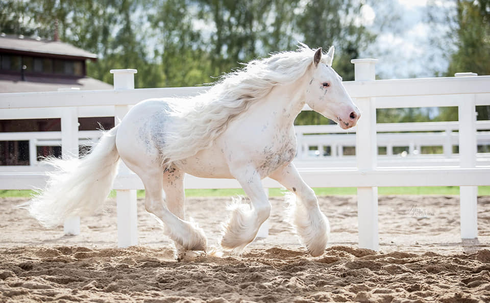 Tinker Stallion At Stud